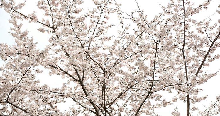 Prunus X Yedoensis Somei Yoshino Yoshino Cherry