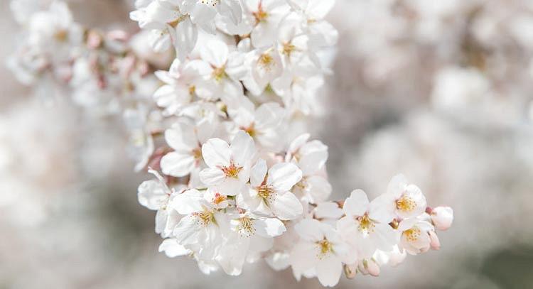 Prunus X Yedoensis Somei Yoshino Yoshino Cherry