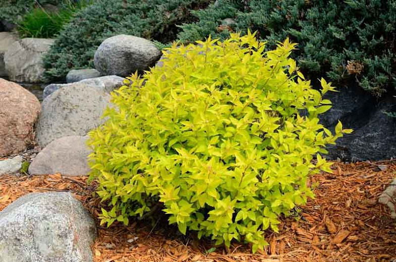 Image of Yellow Spirea Bumalda shrub