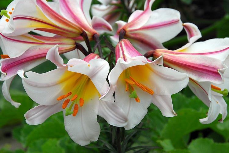 Lilium 'Regale', Lily 'Regale', Regal Lily, King's Lily, Royal Lily, Summer Bulb, White Lilies, Fragrant Lilies, Trumpet Lilies, Lily Flower,  Lily Flowers