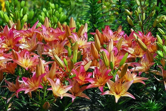 Dwarf asiatic Lilies, Pixie Lilies, Dwarf Lilies, Asiatic Hybrids lilies Group, Summer flowering Bulb, early flowering lilies, orange lilies, pink lilies, yellow lilies