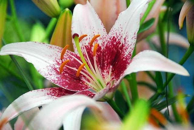 Lilium Dot Com Asiatic Lily
