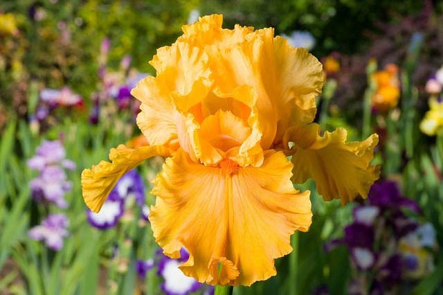Iris 'Acapulco Gold', Tall Bearded Iris 'Acapulco Gold', Iris Germanica 'Acapulco Gold', Early Midseason Irises, Yellow Irises