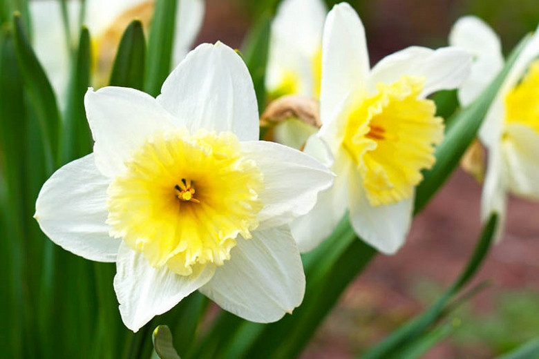 Narcissus 'Slim Whitman' (Large-Cupped Daffodil)