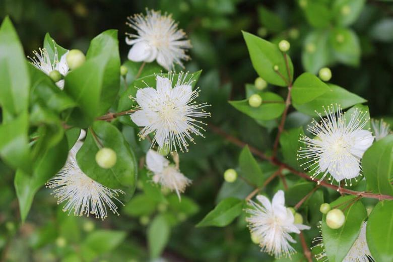 Myrtus communis (Common Myrtle)