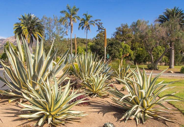Century plant care spacing