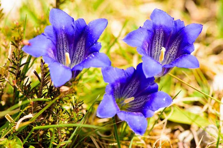 Gentiana acaulis, Stemless Gentian, Large-Flowered Gentian, Gentianella, Blue flowers, groundcover, Rock Garden Perennial, Trumpet Gentian