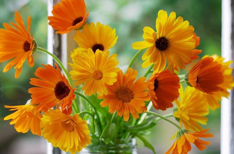 Calendula Officinalis Pot Marigold