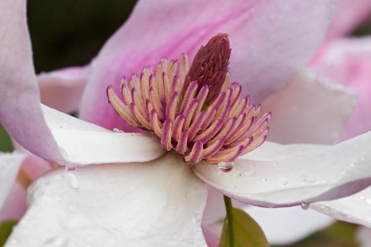 Magnolia 'Daybreak', Daybreak Magnolia, Pink magnolia, Winter flowers, Spring flowers, Pink flowers, fragrant trees, fragrant flowers