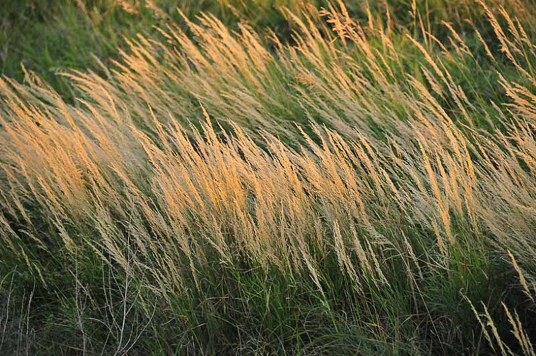 Stipa Calamagrostis, Achnatherum calamagrostis, Rough Feather Grass, Spear Grass, Needle Grass, Silver Spike Grass, Pheasant Tail Grass