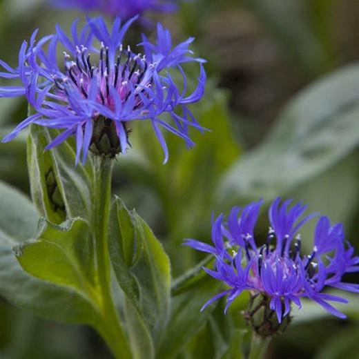 Centaura Montana, Mountain Cornflower, Perennial Cornflower, Mountain Bluets, Knapweed, Mountain Knapweed, Bachelor's Button, Great Blue-Bottle , Blue flowers