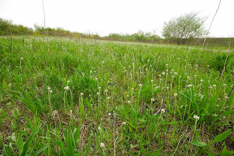 Antennaria neglecta, Field Pussytoes, Prairie Everlasting, Antennaria angustiarum, Antennaria athabascensis, Antennaria campestris, Drought Tolerant Groundcover