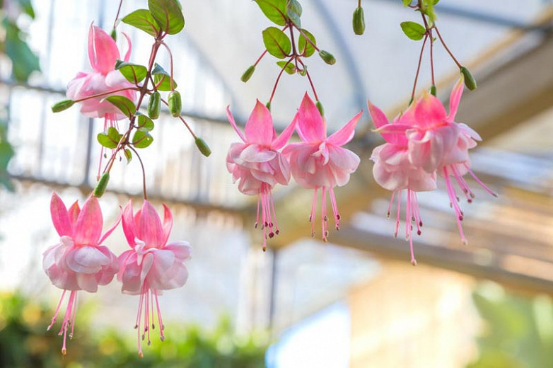 Fuchsia Claudia, Hardy Fuchsia, Flowering Shrub, Pink Flowers, Double Fuchsia, Hanging Baskets