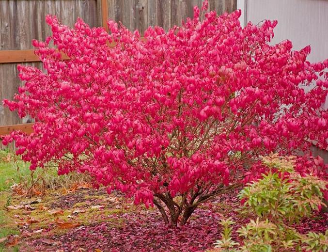 Euonymus alatus, Burning Bush, Winged Spindle Tree, Winged Euonymus, Winged Burning Bush, shrubs, fall color, shrub with berries, red leaves
