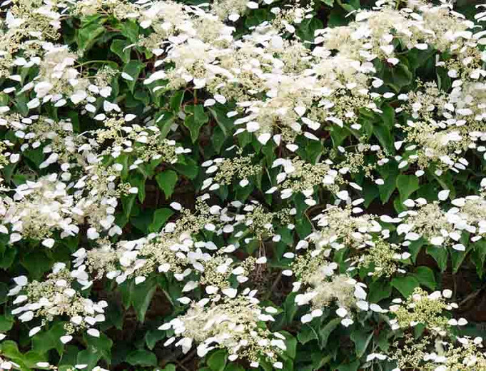 Image of Hydrangea anomala subsp petiolaris white