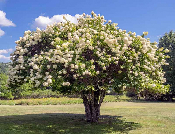 Hydrangea Paniculata 'Grandiflora', Hydrangea 'Grandiflora', Grandiflora Hydrangea, White Flowers, White Hydrangea, Hydrangea 'Pee Gee'