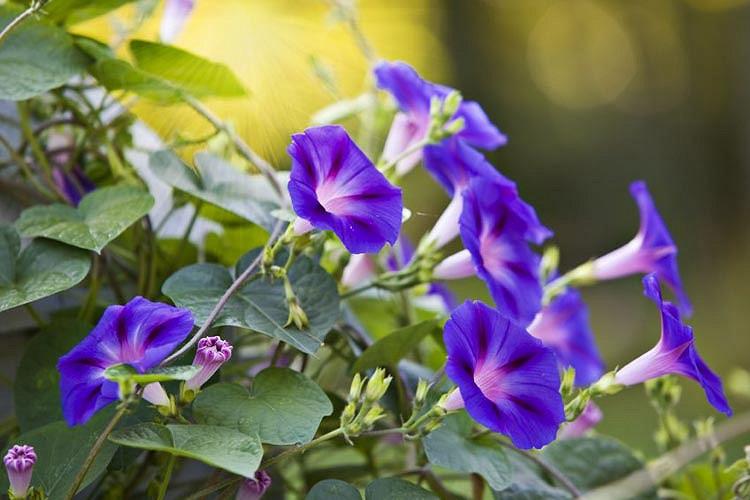 Ipomoea Nil Grandpa Ott Morning Glory
