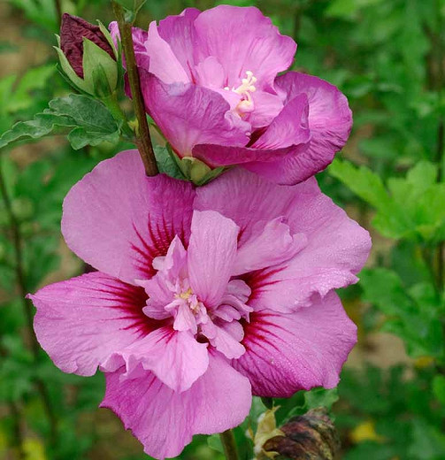 30 Seeds Seed Hibiscus Ostrich Purple Rose of Sharon Hibiscus Ostrich 'Tahiti' 