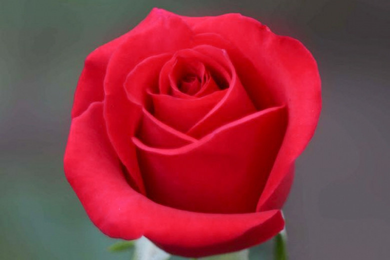 Rosa 'Mister Lincoln', Rose 'Mister Lincoln', Hybrid Tea Roses, Red roses,fragrant roses, Shrub roses, Rose bushes, Garden Roses
