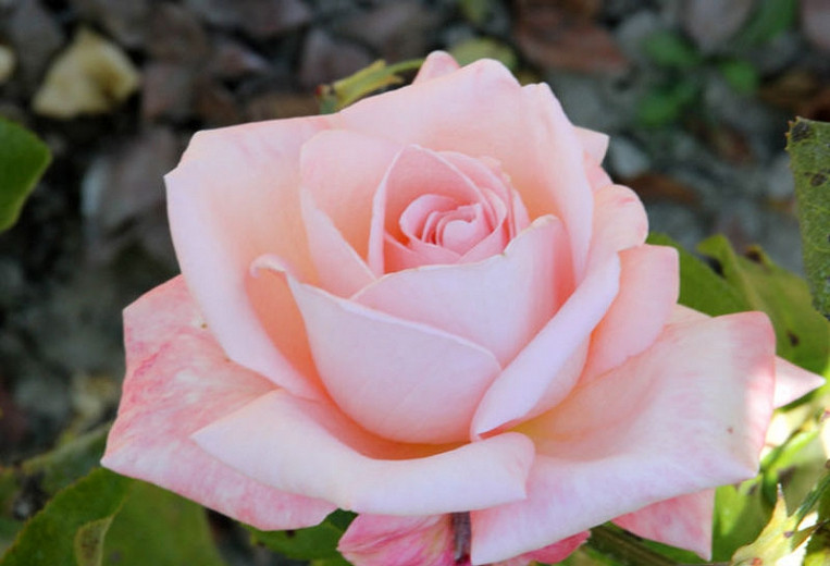 Rosa 'New Zealand', Rose 'New Zealand', Rosa 'Aotearoa',Rosa 'Aotearoa New Zealand', Rosa 'MACgenev', Hybrid Tea Roses, Shrub Roses, Pink roses, Shrub roses, Rose bush