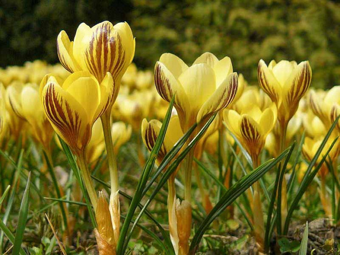 Crocus Chrysanthus 'Gipsy Girl', Crocus 'Gipsy Girl', Snow Crocus, Botanical Crocus, Spring Bulbs, Spring Flowers, Early spring bulb, yellow crocus