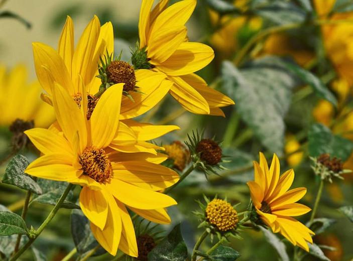 Helianthus maximiliani (Maximilian Sunflower)