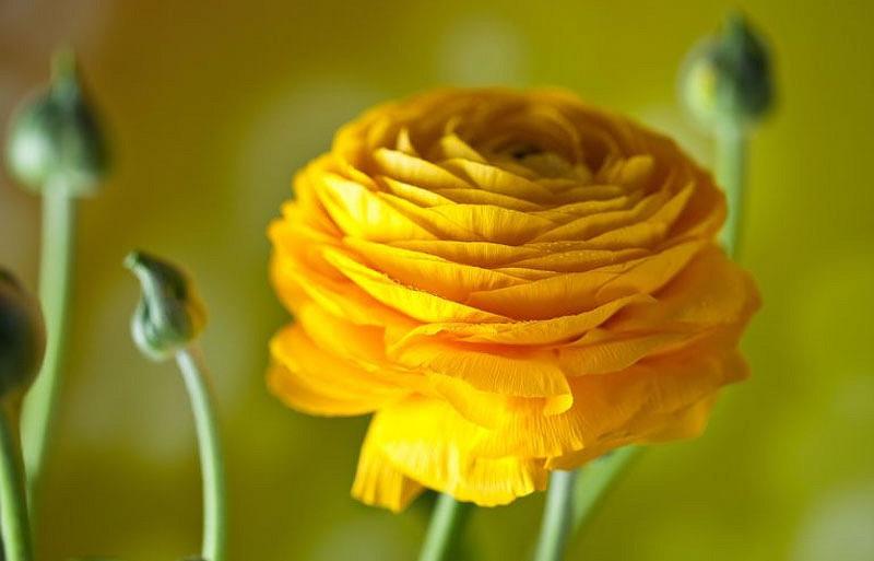 Ranunculus Asiaticus Tecolote Yellow Persian Buttercup
