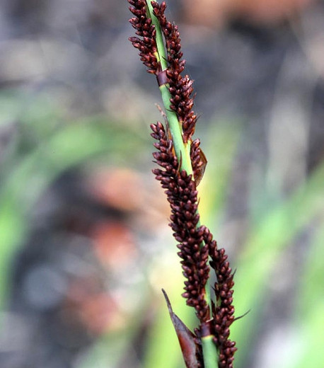 Elegia tectorum, Small Cape Rush, Chondropetalum tectorum, Drought tolerant plant, 