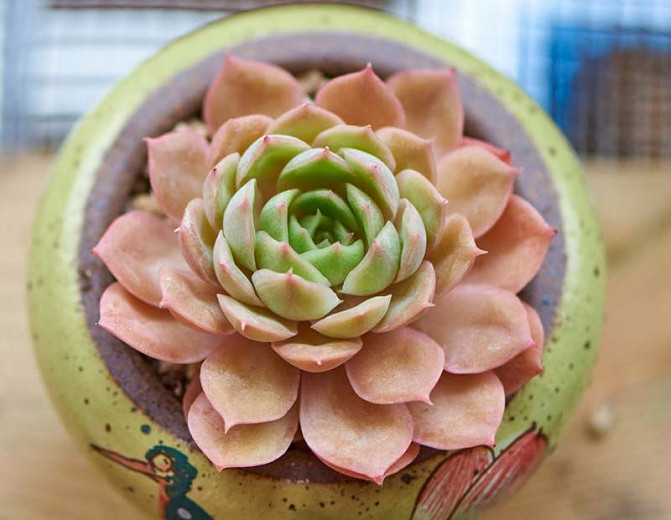 Echeveria Cassyz Winter, Cassyz Winter echeveria,  Pink echeveria, Pink succulent, Pink Hens and Chicks