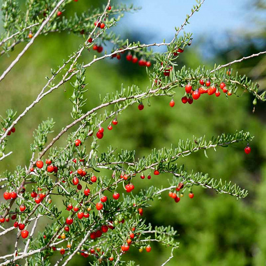 Lycium carolinianum, Carolina Wolfberry, Carolina Desert-Thorn, Creeping Wolfberry, Christmas Berry