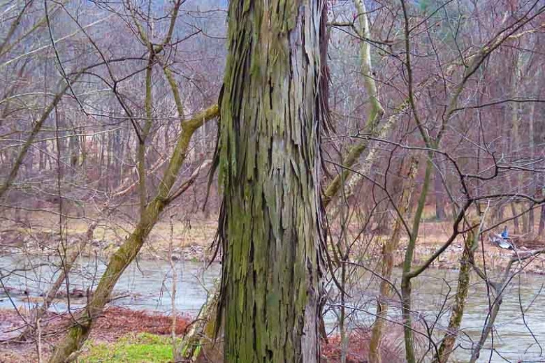 Capannone cortecce hickorynuss Carya ovata pianta 5-10cm shagbark Hickory rarità 