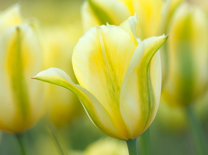 Tulipa 'Formosa', Tulip 'Formosa', Viridiflora Tulip 'Formosa', Viridiflora Tulips, Spring Bulbs, Spring Flowers,Tulipes Viridiflora, Yellow Tulips