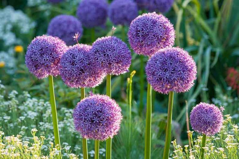 Allium Globemaster, Ornamental Onion 'Globemaster', Ornamental Garlic 'Globemaster', Spring Bulbs, Spring Flowers, Purple flowers, Late Spring flowers
