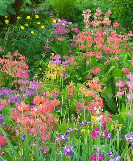 Primula Beesiana, Primrose, Candelabra Primrose, Candelabra Primula, Bee's Primrose, Shade plants, shade perennial, plants for shade, plants for wet soils