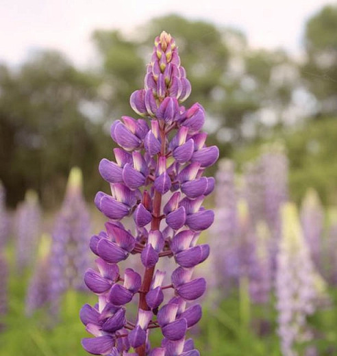 Lupinus 'Purple Swirl', Lupine 'Purple Swirl', Lupin 'Purple Swirl', Band of Noble Series, Russel Hybrids, Bicolor flowers, Purple Flowers, Mauve Flowers, Violet Flowers