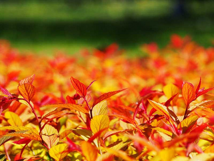 Image of Spirea japonica goldflame fall