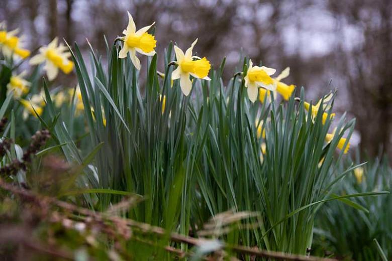Narcissus Flower Australia