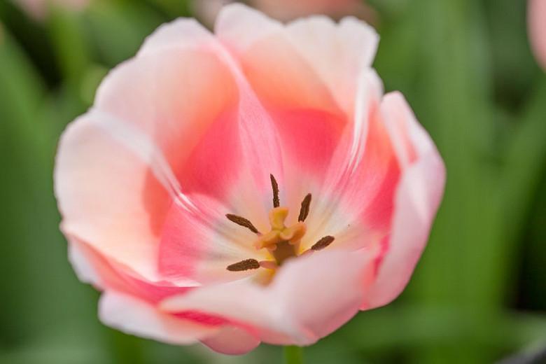 Tulipa 'Belle du Monde', Tulip 'Belle du Monde', Single Late Tulip 'Belle du Monde', Single Late Tulips, Spring Bulbs, Spring Flowers, Pink Tulip, Orange Tulip, Single Late Tulip, French Tulip