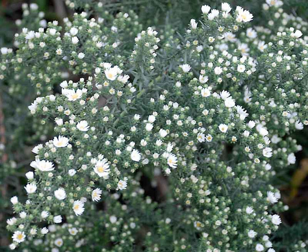 Aster ericoides 'First Snow', Aster 'First Snow',Heath Aster 'First Snow', Symphyotrichum ericoides 'First Snow', White aster