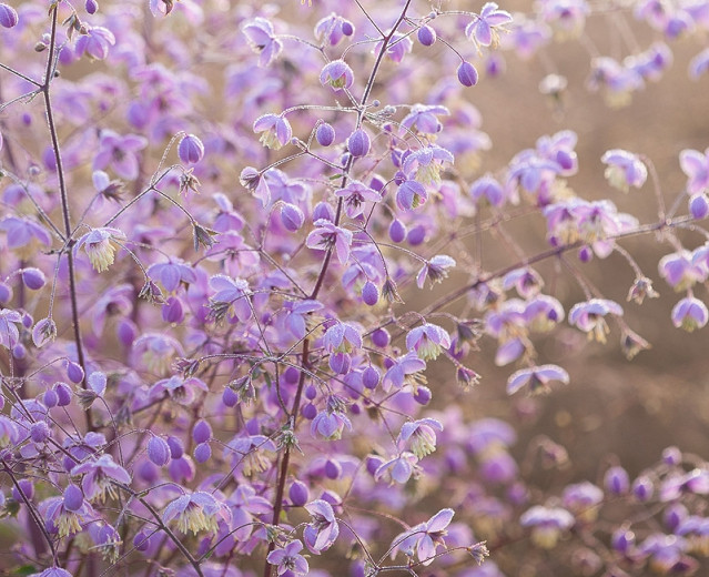 Lilac-malva "Chinese Meadow Rue" Flores (o Yunnan Meadow Rue) En St