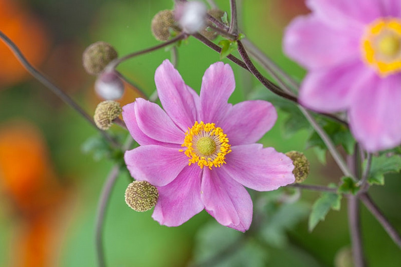 Image of Anemone hupehensis var. japonica shrub