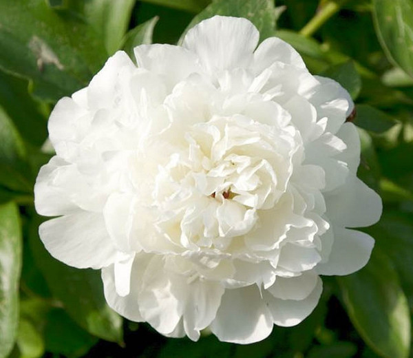 Paeonia Lactiflora 'Elsa Sass', Peony 'Elsa Sass', 'Elsa Sass' Peony, White flowers, White Peonies, Fragrant Peonies