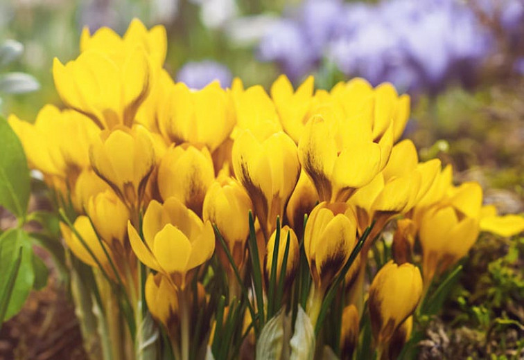 Crocus Chrysanthus 'Goldilocks', Crocus 'Goldilocks', Snow Crocus 'Goldilocks', Snow Crocus, Botanical Crocus, Spring Bulbs, Spring Flowers, Early spring bulb, yellow crocus