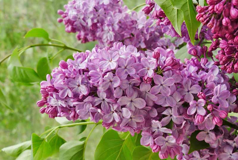 Syringa x hyacinthiflora 'Old Glory', Syringa 'Old Glory', Early Flowering Lilac 'Old Glory', Early Hybrid Lilac 'Old Glory', Purple lilac, Fragrant Lilac, Purple Flowers, Fragrant Shrub, Fragrant Tree