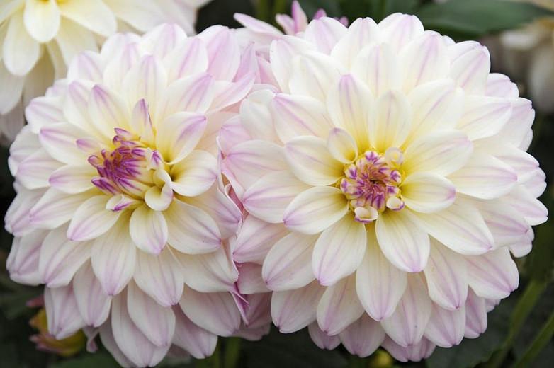 Dahlia Gallery Monet