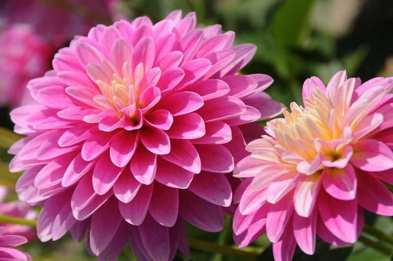 Dahlia Gallery Rembrandt