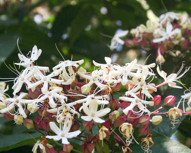 Image of Peanut butter tree white flowers