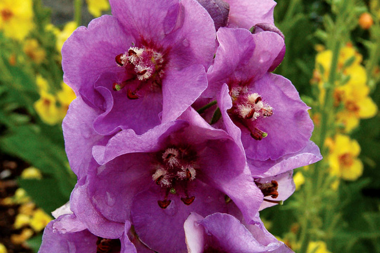 Verbascum 'Sugar Plum' Cottage Perennial Hardy Patio Flower Purple Garden Plant 