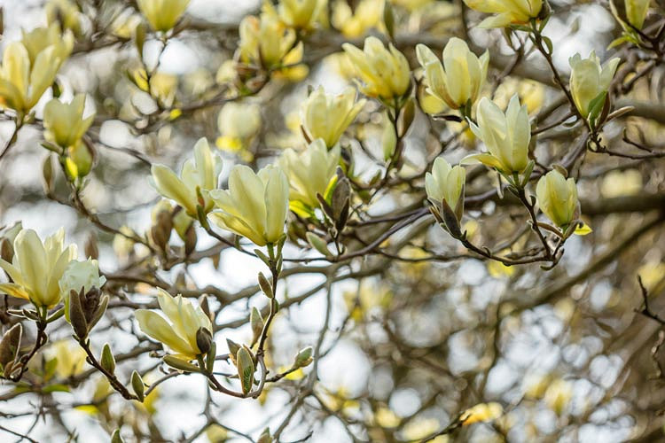Magnolia 'Elizabeth', Elizabeth Magnolia, Yellow magnolia, Winter flowers, Spring flowers, yellow flowers, fragrant trees, fragrant flowers