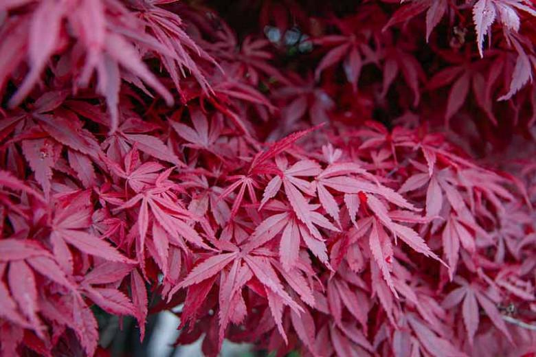 Acer palmatum atropurpureum Purple Japanese Maple